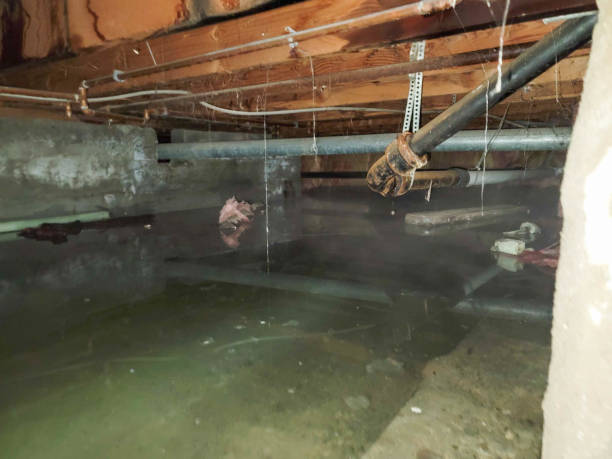 Best Local water damage restoration  in Mont Clare, PA